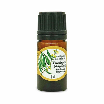 aromáma Eucalyptus (Staigeriana) 100% pure essential oil 5ml